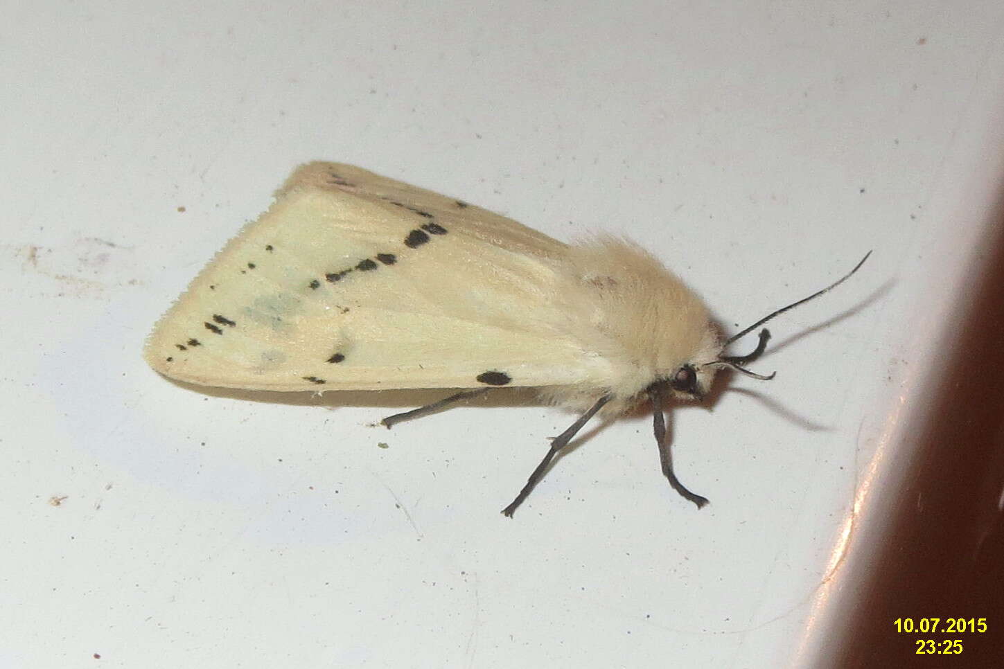 Spilosoma lutea Hüfnagel 1766 resmi