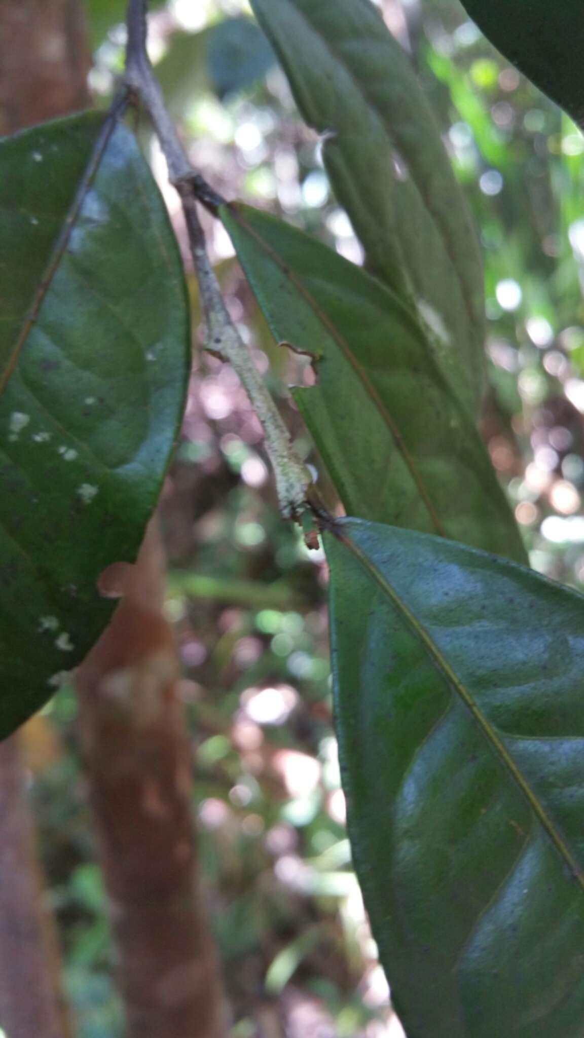 Image of Wielandia platyrachis (Baill.) Petra Hoffm. & McPherson