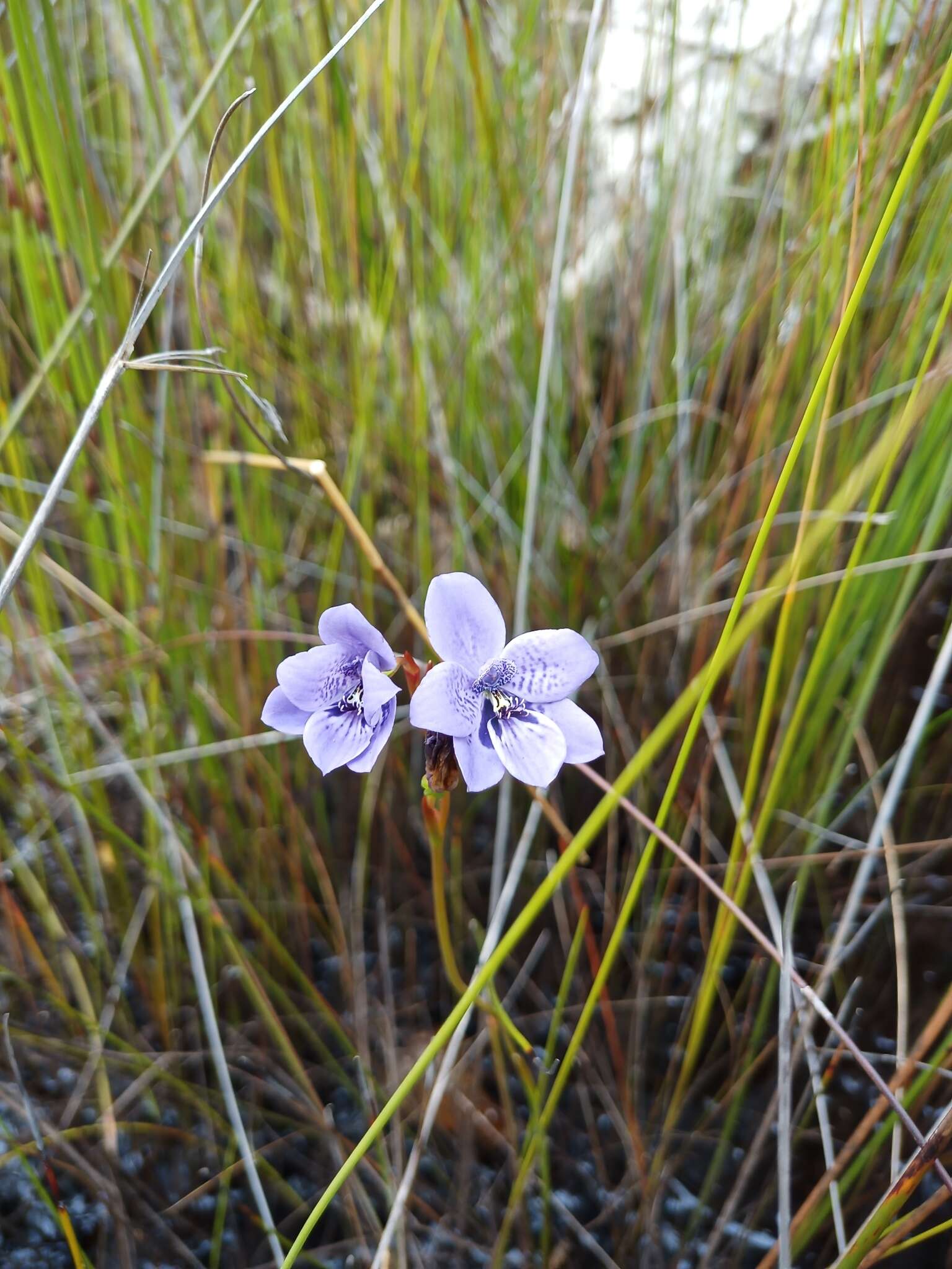 Image of Epiblema grandiflorum R. Br.