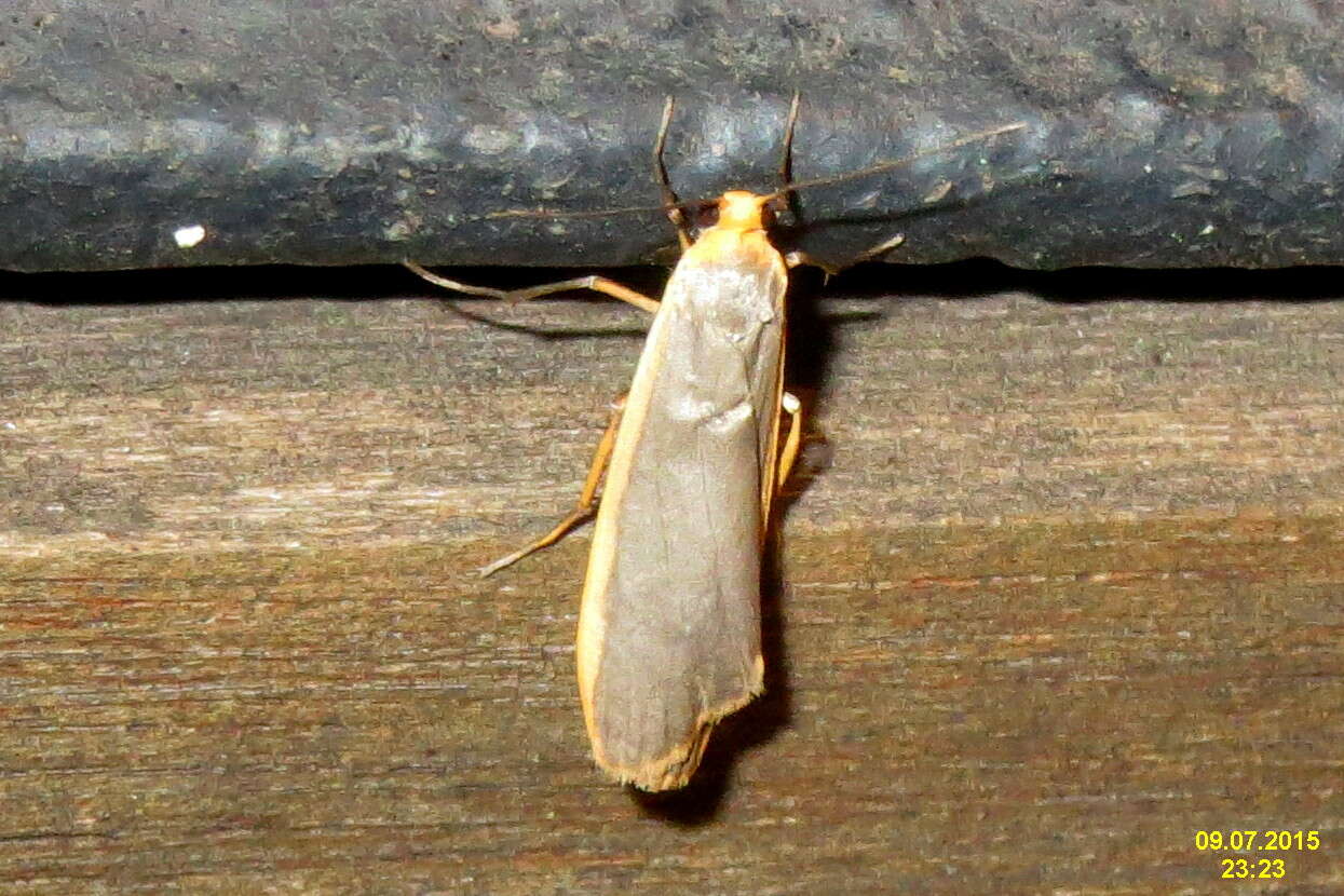 Image of common footman