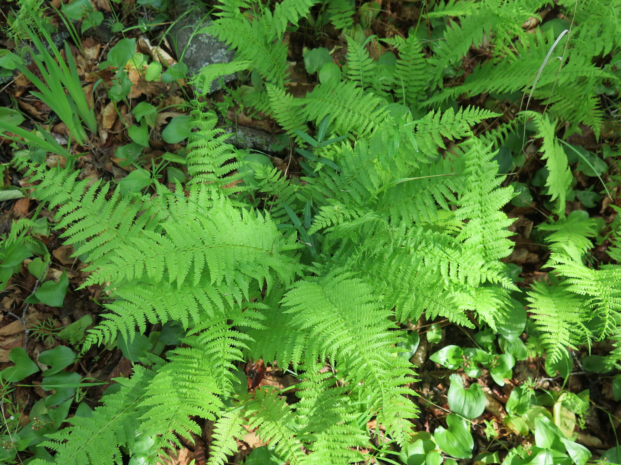 Image of Coryphopteris nipponica (Franch. & Sav.) S. E. Fawc. & A. R. Sm.