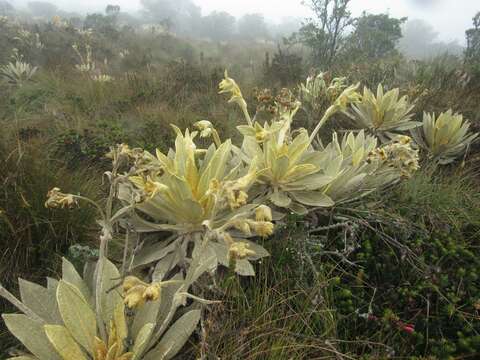 Image of Espeletia barclayana Cuatrec.