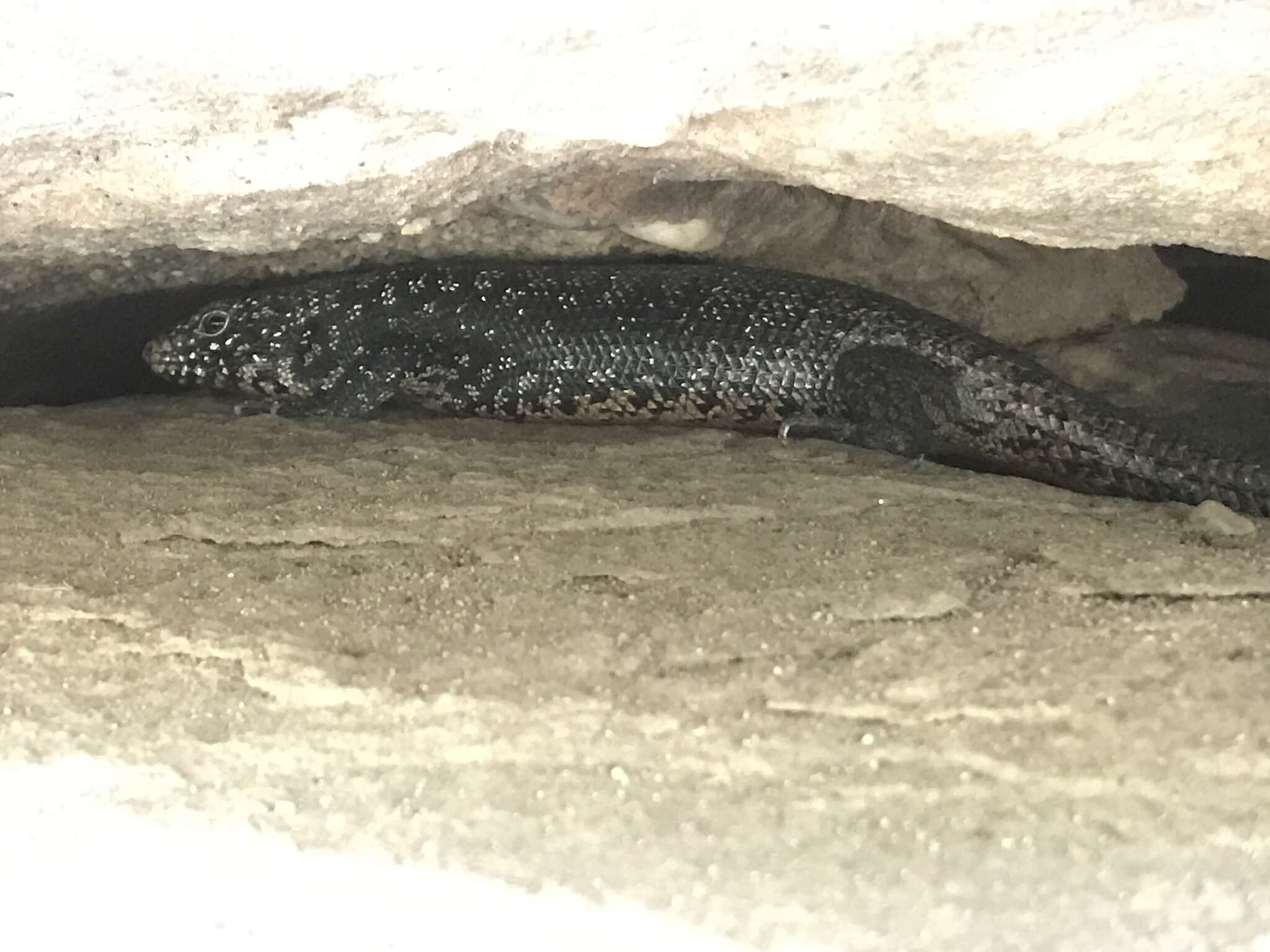 Image of Cunningham's skink