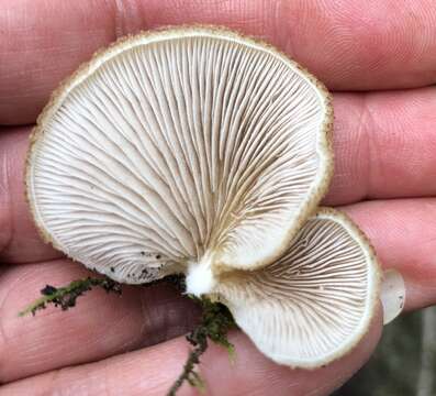 Image of Crepidotus mollis (Schaeff.) Staude 1857