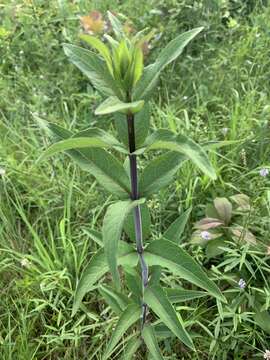 صورة Silphium asteriscus var. trifoliatum (L.) J. A. Clevinger