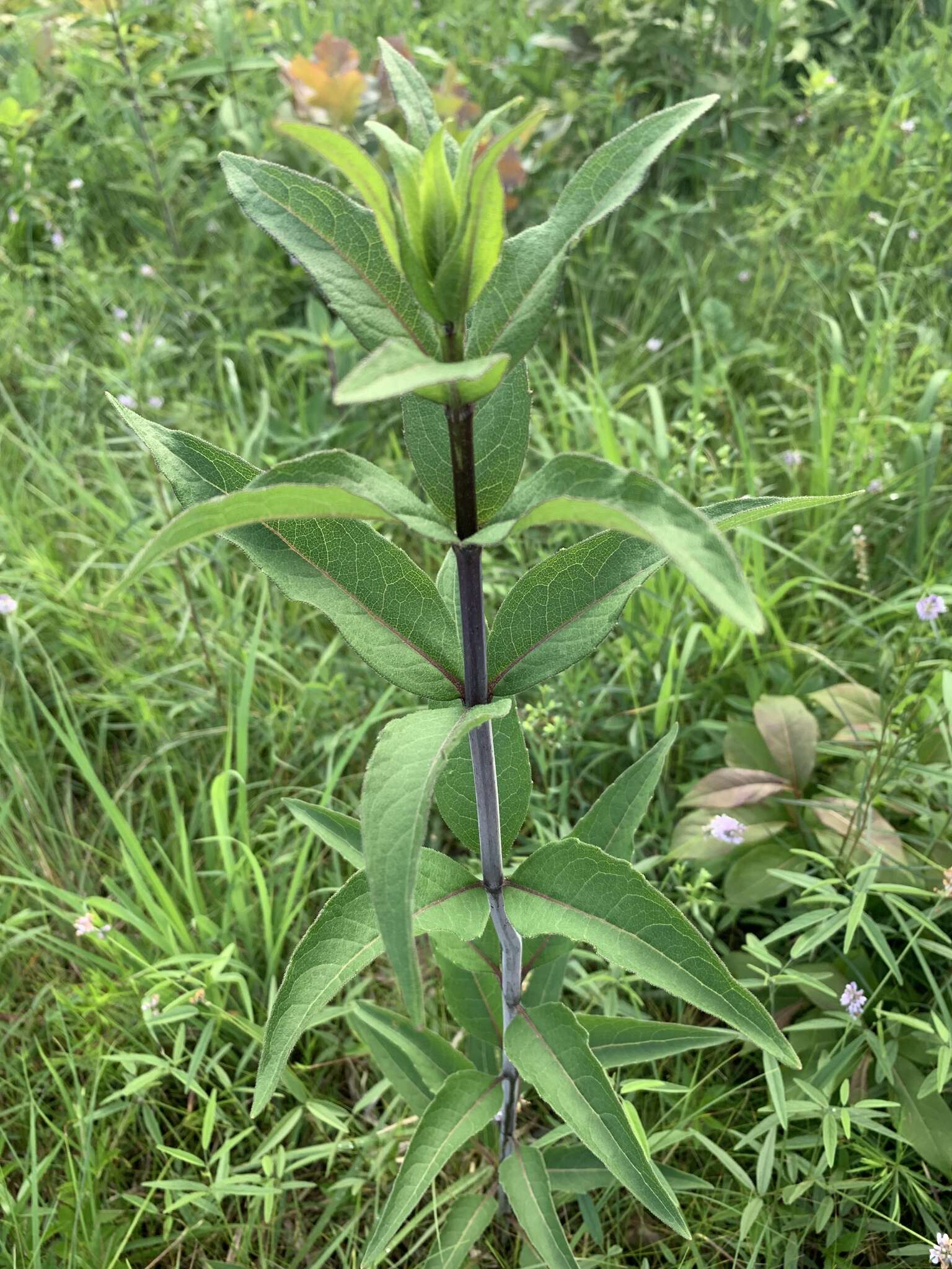 Image of whorled rosinweed