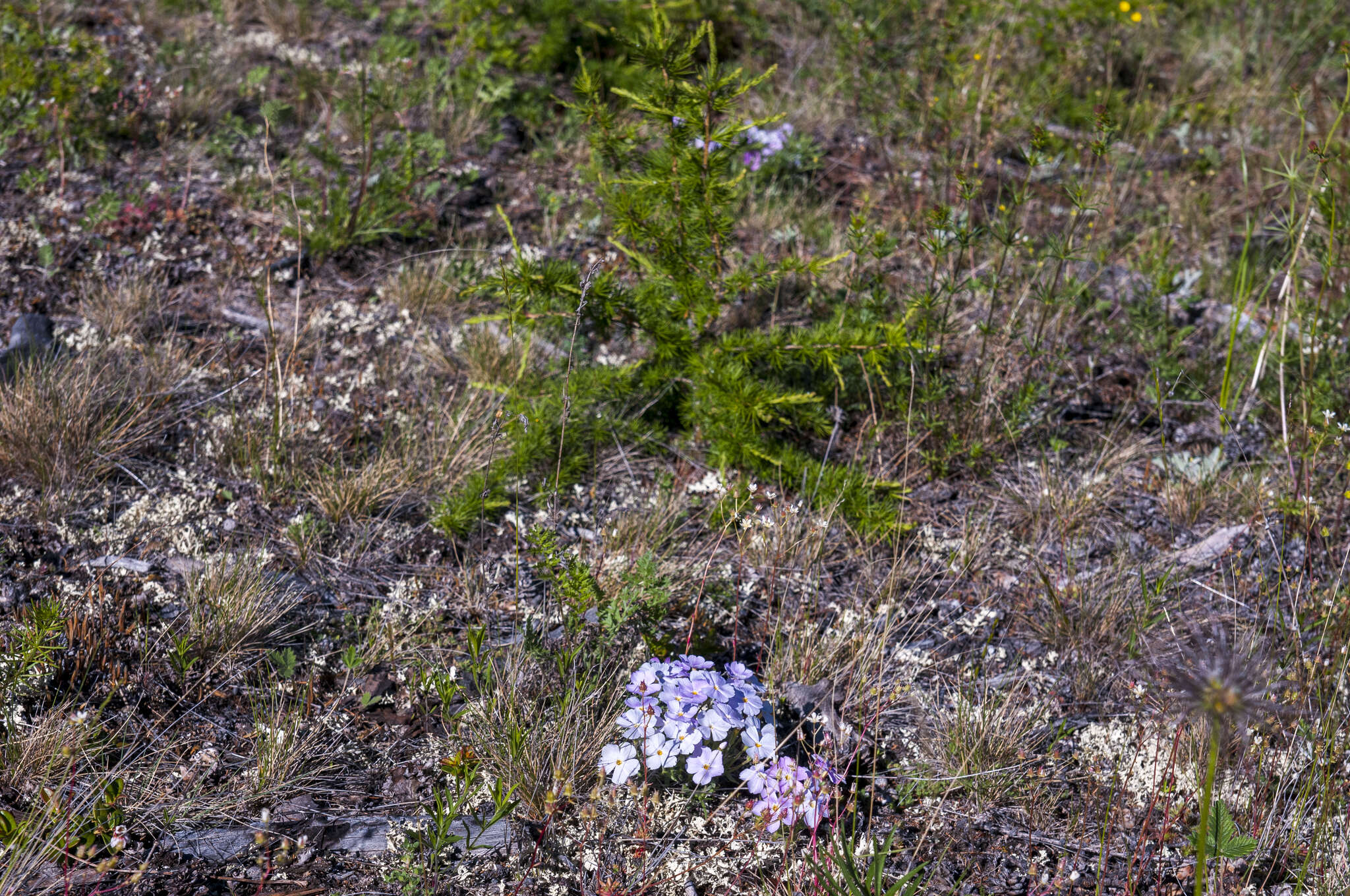 Imagem de Phlox sibirica L.