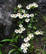 Imagem de Euphrasia revoluta Hook. fil.