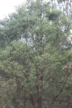 Image of Drooping Juniper