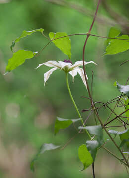 Image of Clematis