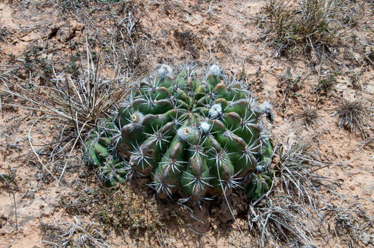 Image de Echinopsis calorubra Cárdenas