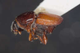 Image of Scolytus sulcifrons Rey 1892