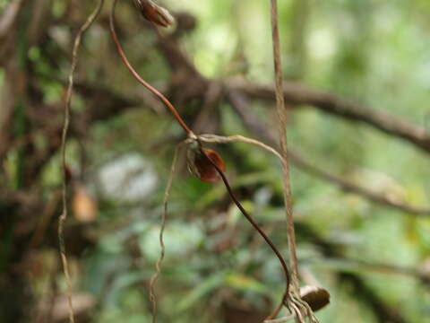 Image of Otoglossum globuliferum (Kunth) N. H. Williams & M. W. Chase