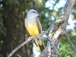 Image of Western Kingbird