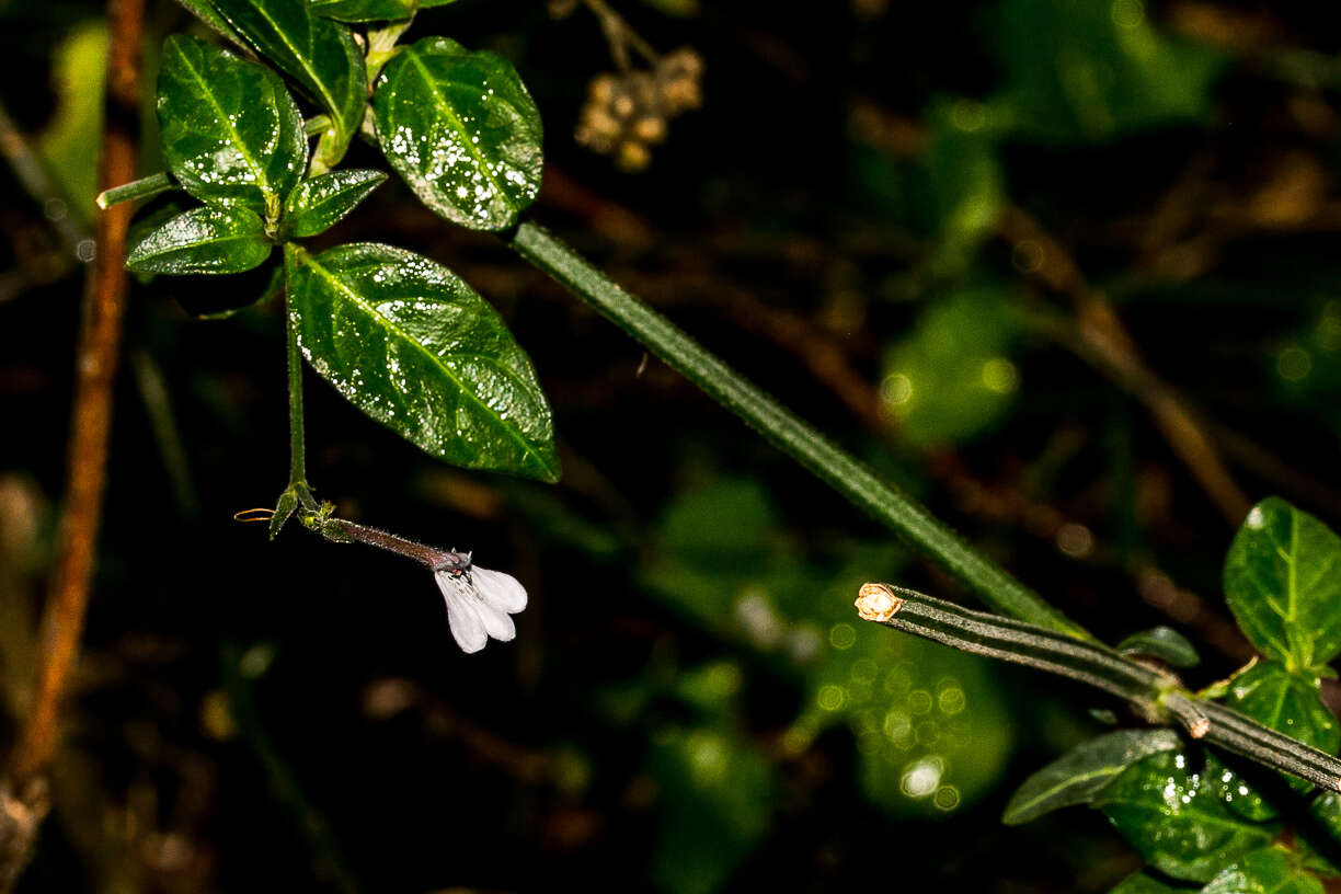 Image of Rhinacanthus latilabiatus (K. Balkwill) I. Darbysh.