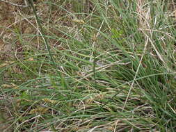 Image of lesser saltmarsh sedge