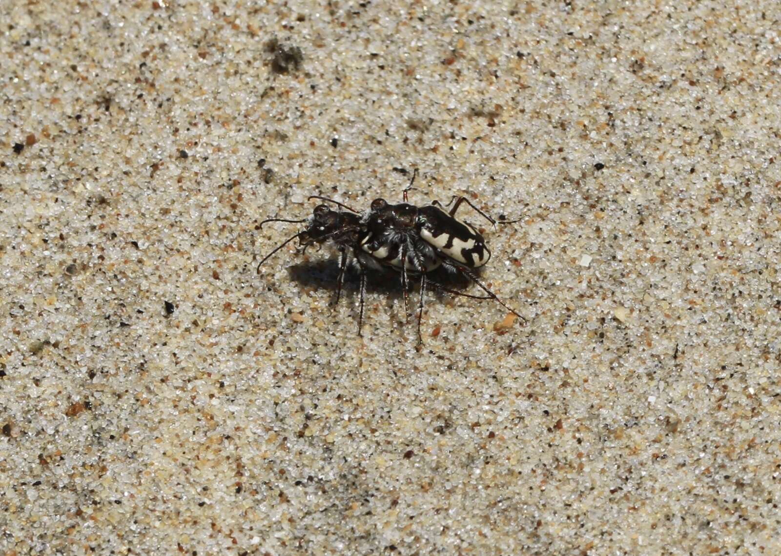 Image of Cicindela (Cicindela) latesignata Le Conte 1851