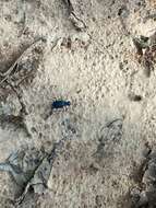 Plancia ëd Cicindela (Cicindelidia) rufiventris cumatilis Le Conte 1851