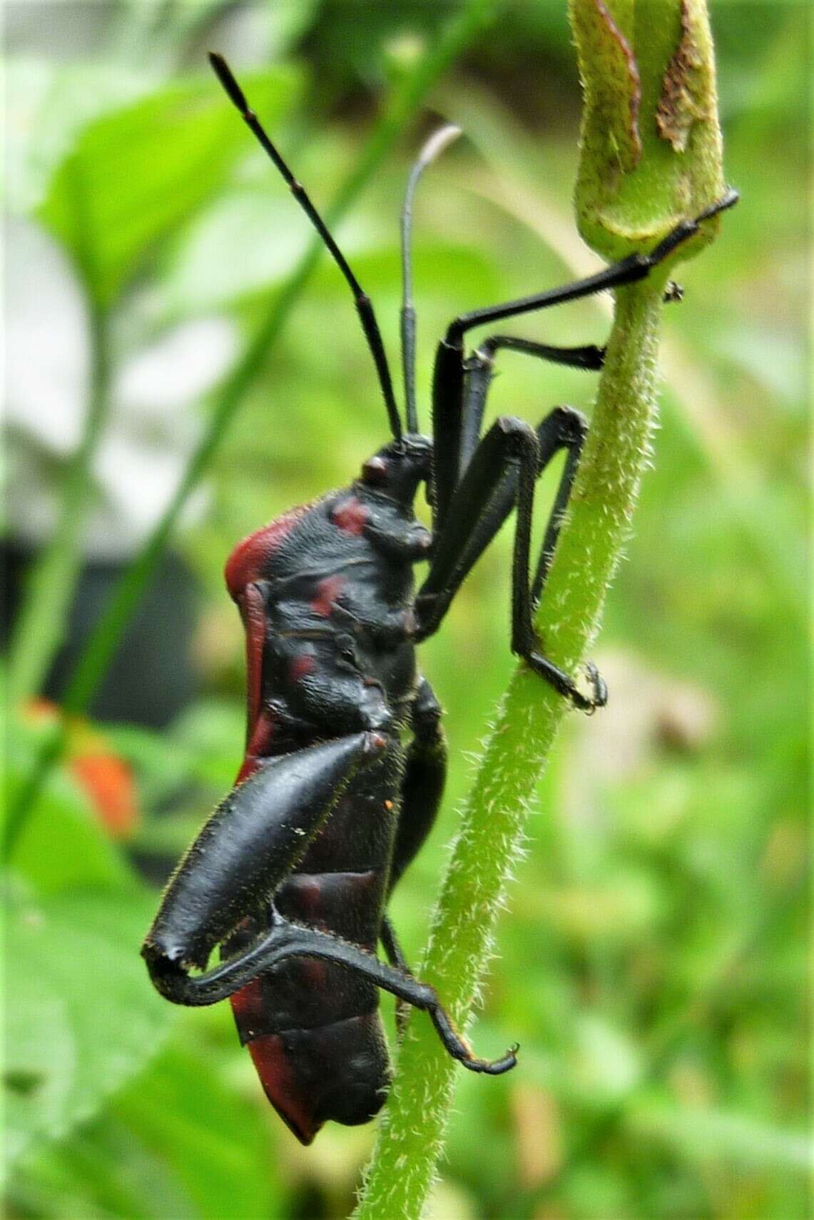 Image of Piezogaster rubropictus (Montandon 1897)