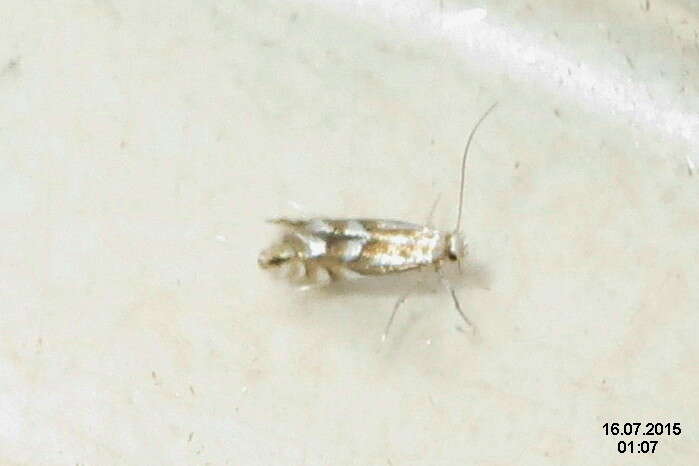 Слика од Phyllonorycter maestingella (Müller 1764)