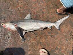 Image of Bignose Shark