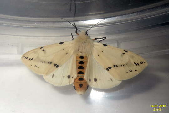 Image of Spilosoma lutea Hüfnagel 1766