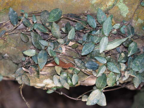 Image of Star-jasmine or Confederate-jasmine