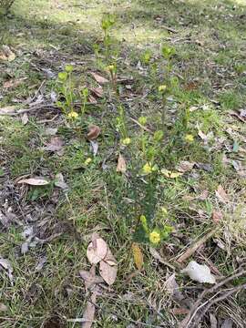 Image of Pimelea flava R. Br.