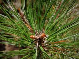 Image of Aztec Pine