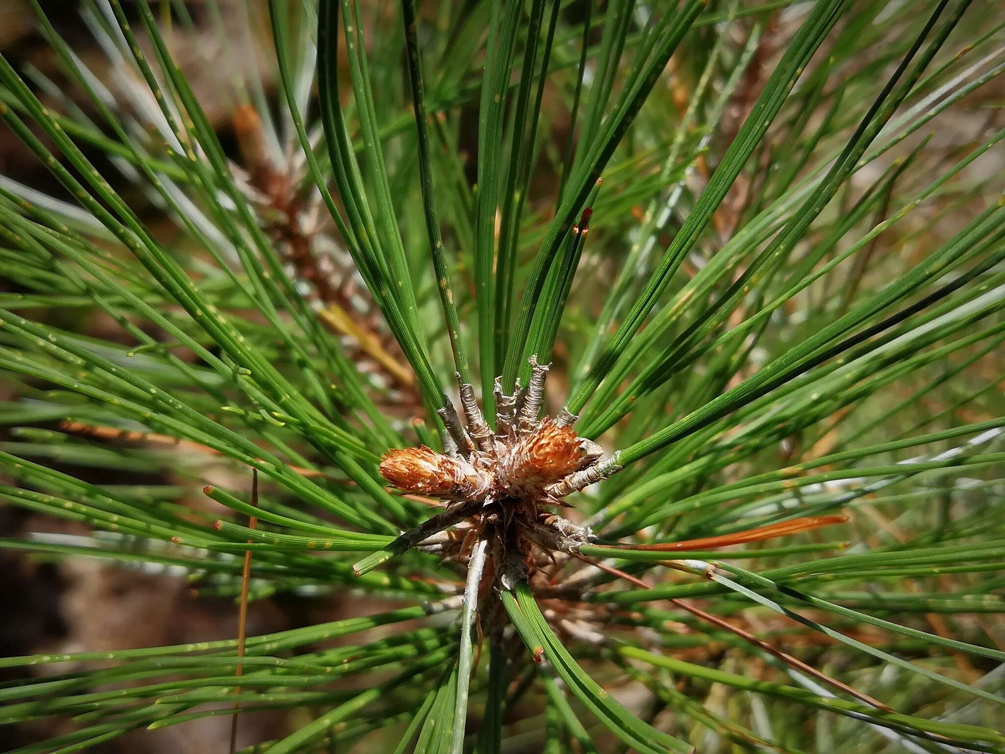 Image of Aztec Pine