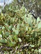 Image of Acacia alpina F. Muell.