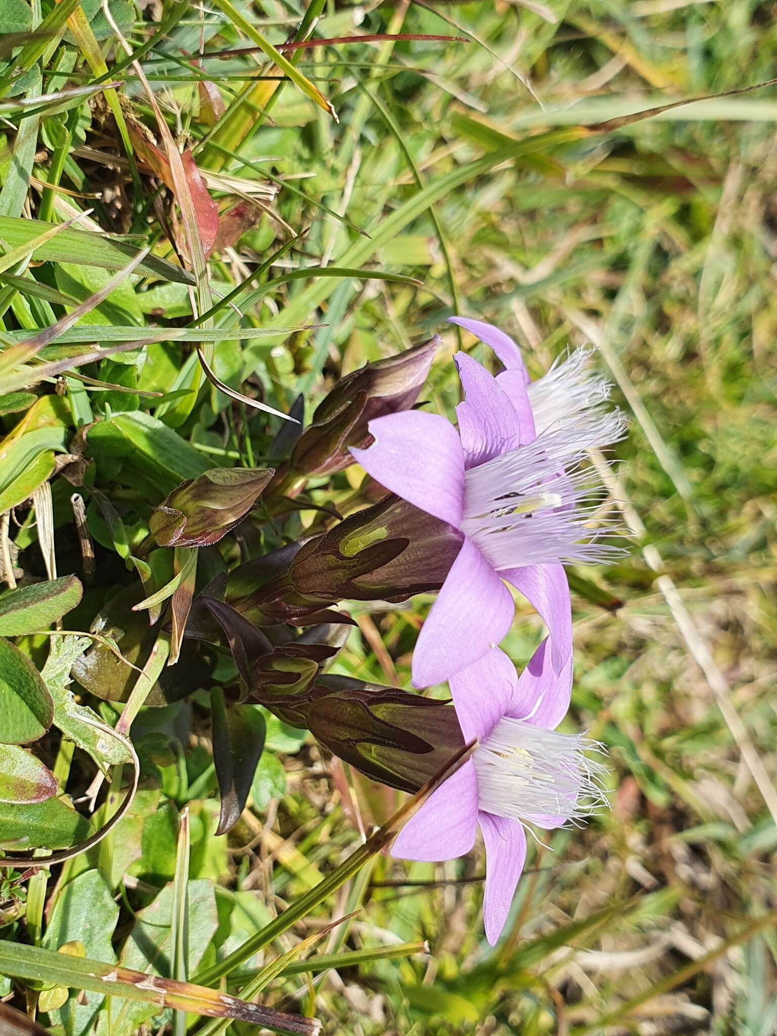 Image of Rough Gentian