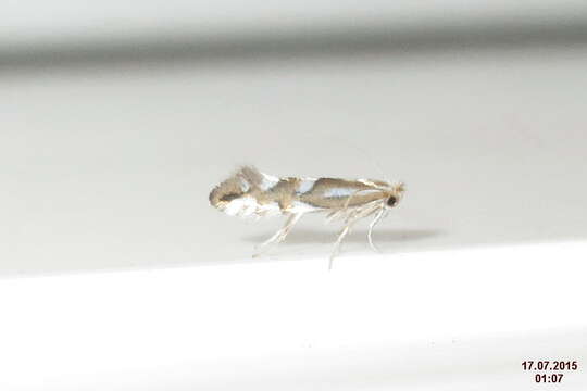 Image of Beech Midge