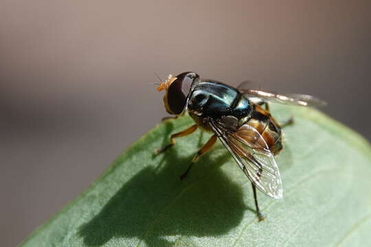 Image of Austalis copiosa (Walker 1852)