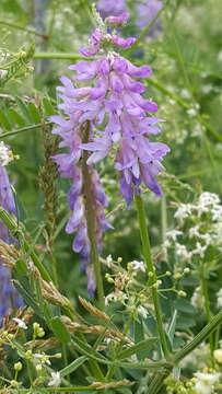 Image of bird vetch