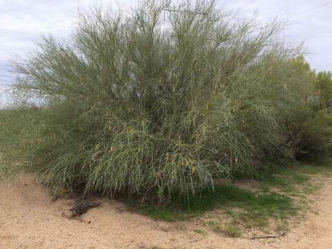 Image of Cercidium floridum