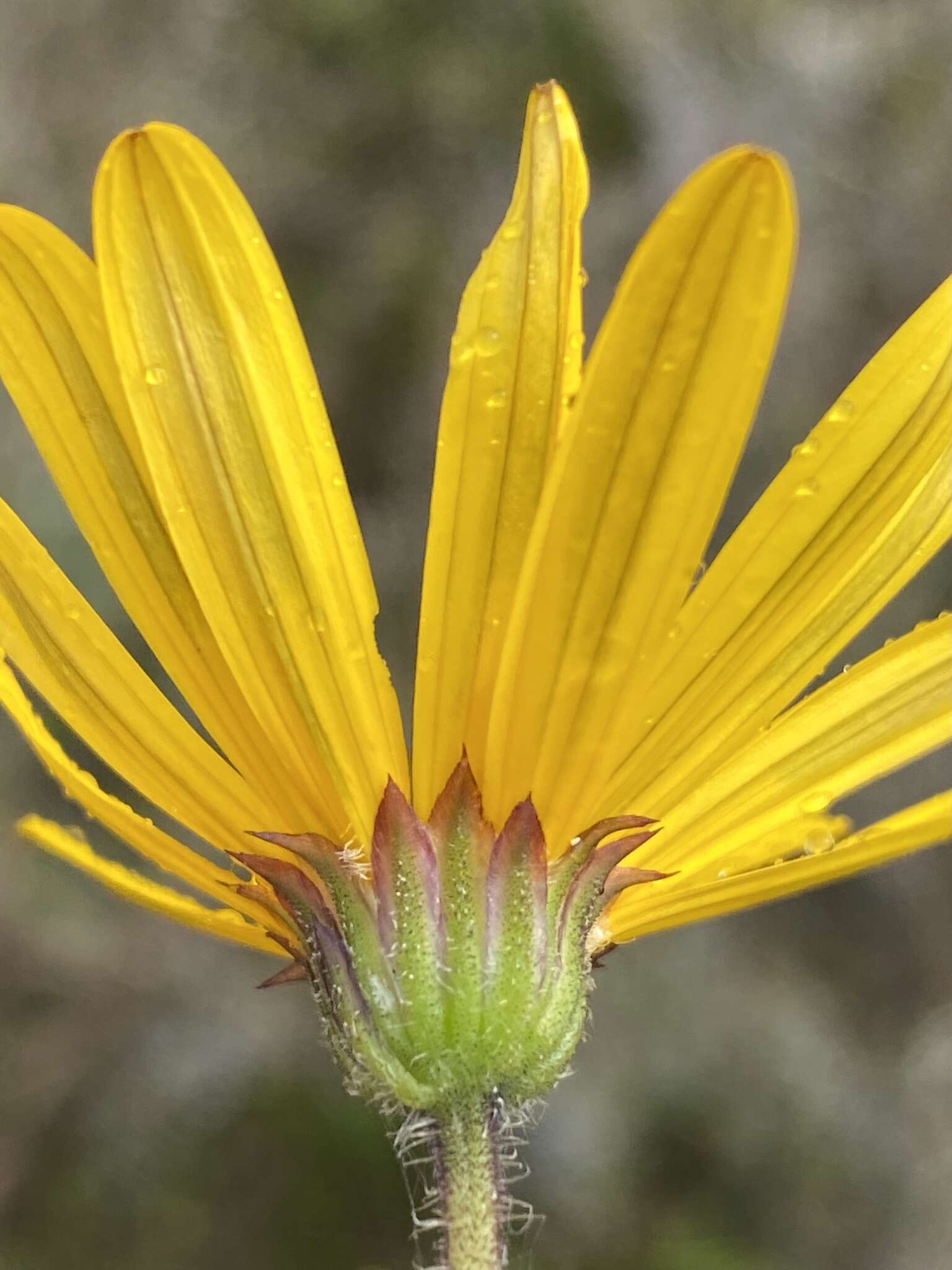 Image of Osteospermum scariosum var. integrifolium (Harv.) T. Norl.