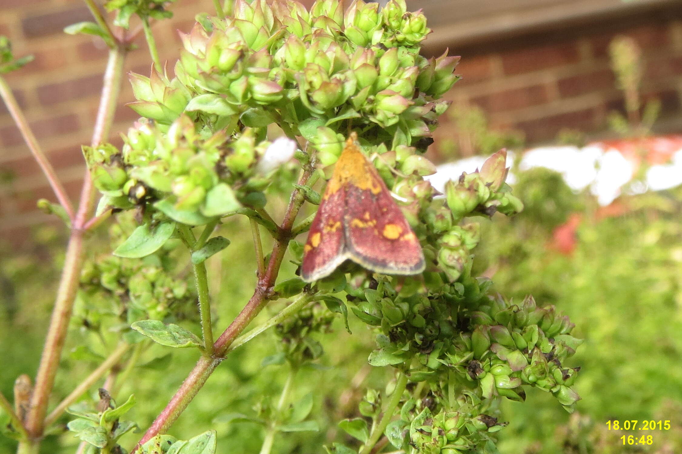 Image of Mint moth