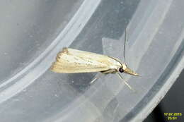 صورة Agriphila straminella