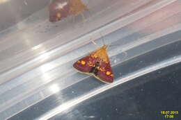 Image of Mint moth