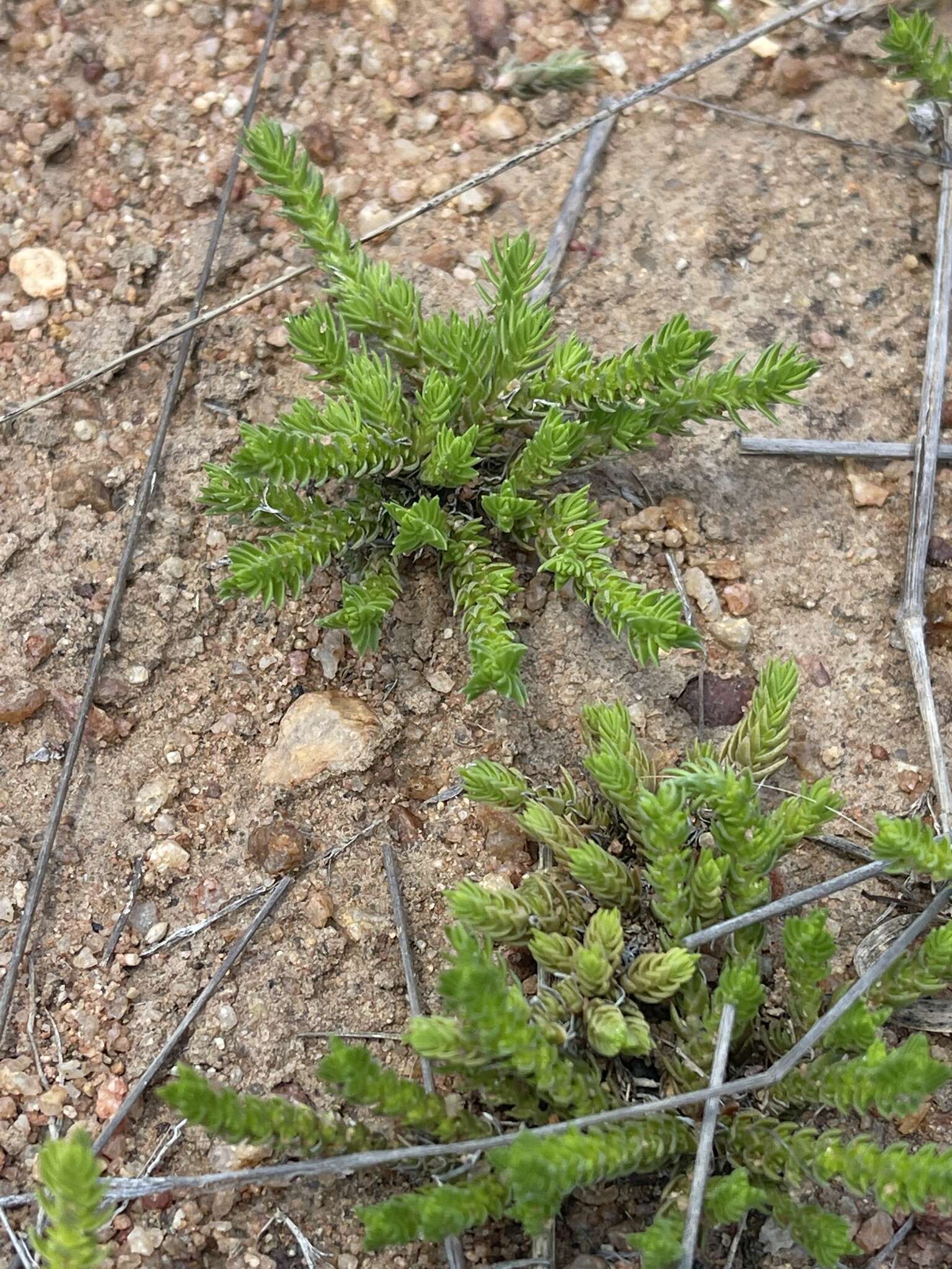 Слика од Crassula lanceolata (Eckl. & Zeyh.) Endl. ex Walp.