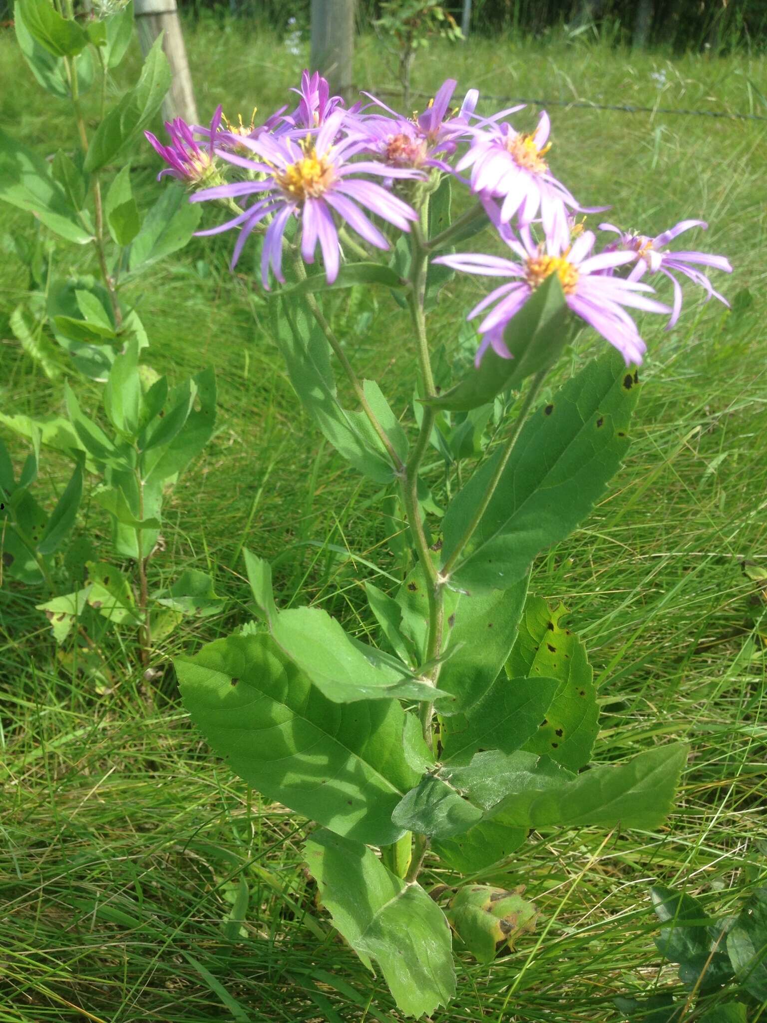 صورة Eurybia conspicua (Lindl.) G. L. Nesom