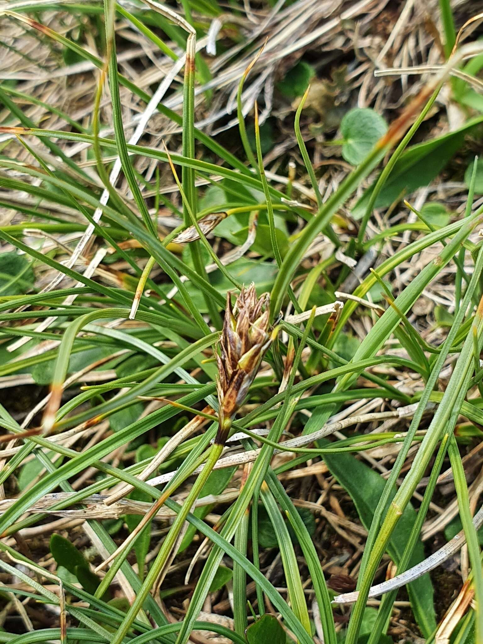 Image de Carex curvula All.