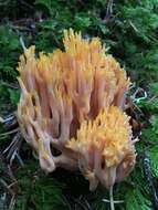 Image of Ramaria sandaracina Marr & D. E. Stuntz 1974