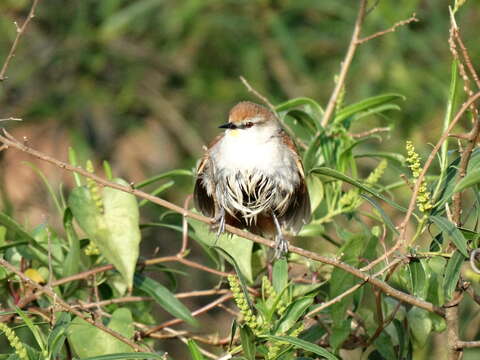 Image of Yellow-chinned Spinetail