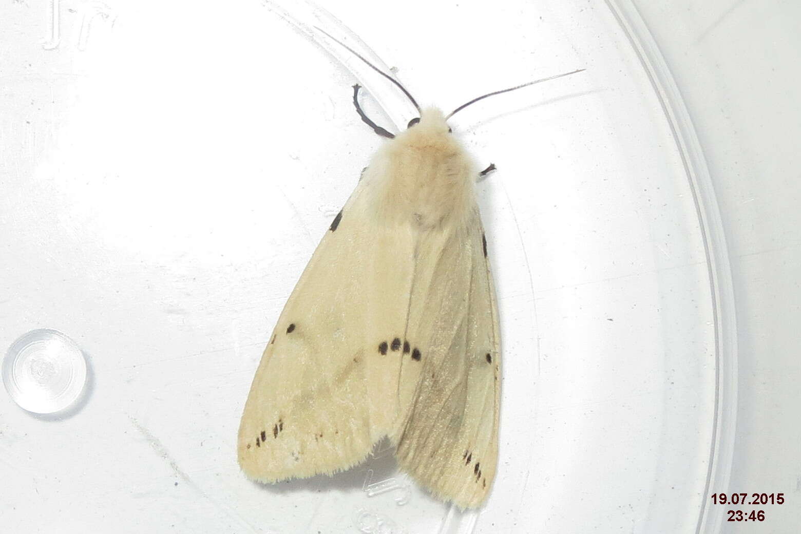 Spilosoma lutea Hüfnagel 1766 resmi