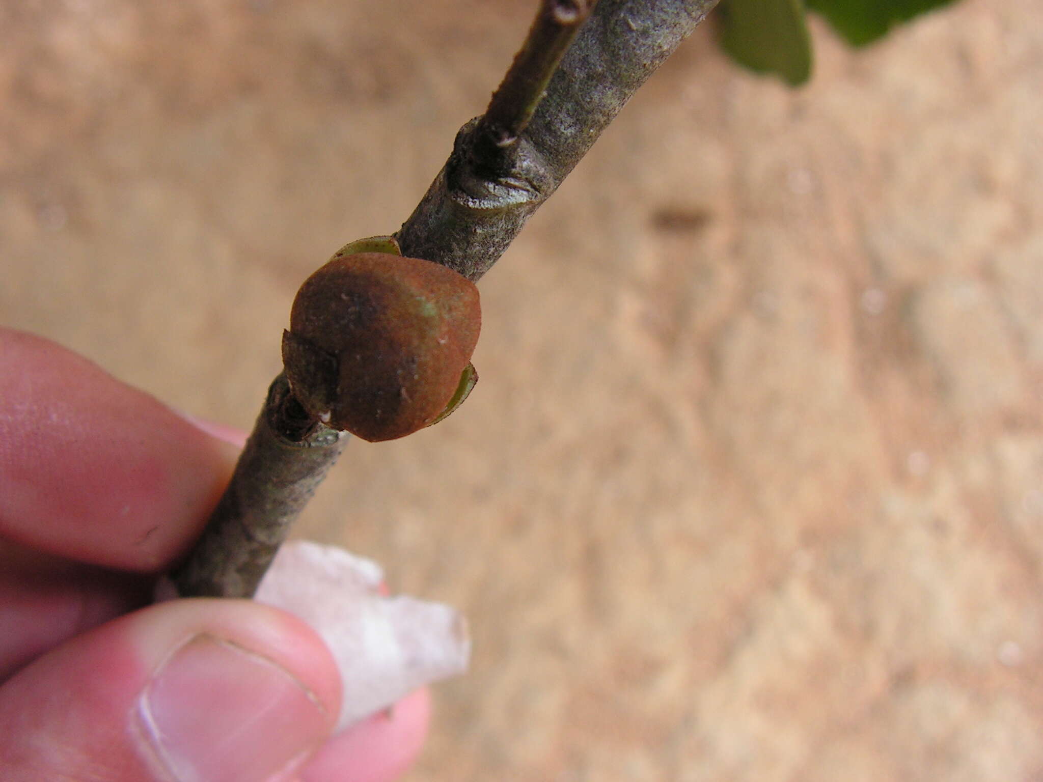 Image of Anaxagorea dolichocarpa Sprague & Sandwith