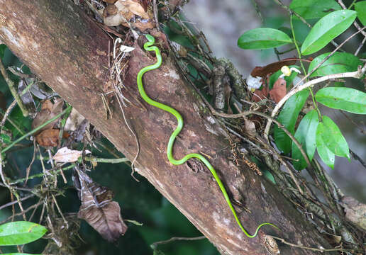 Chlorosoma viridissimum (Linnaeus 1758) resmi