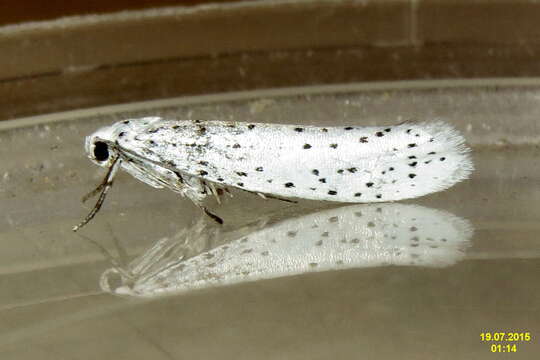 Image of Bird-cherry Ermine