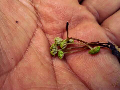 Image of Marchantia chenopoda L.